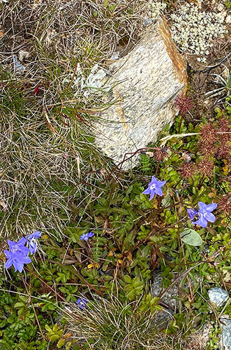 Wahlenbergia flowers