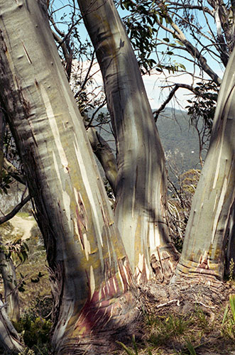 Snow Gums