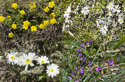 Flowers