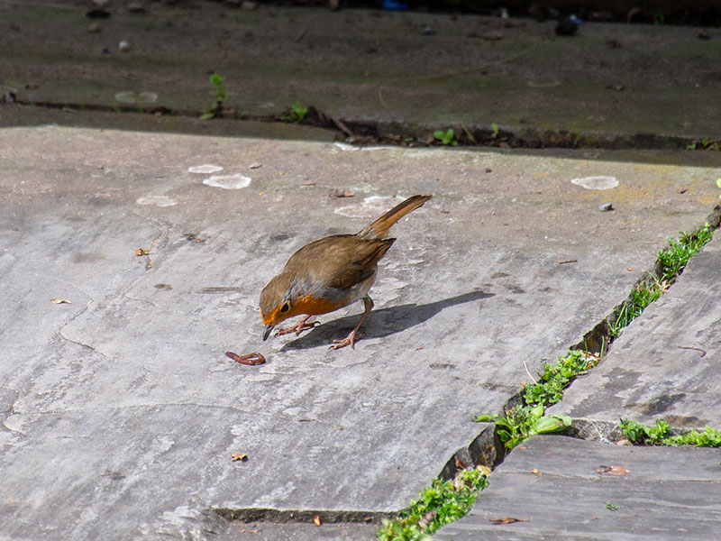 robin