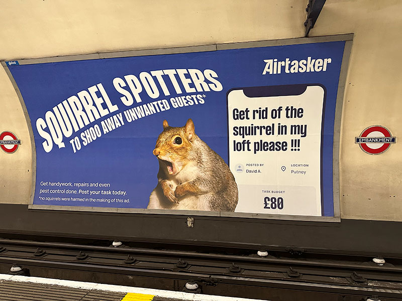 squirrel