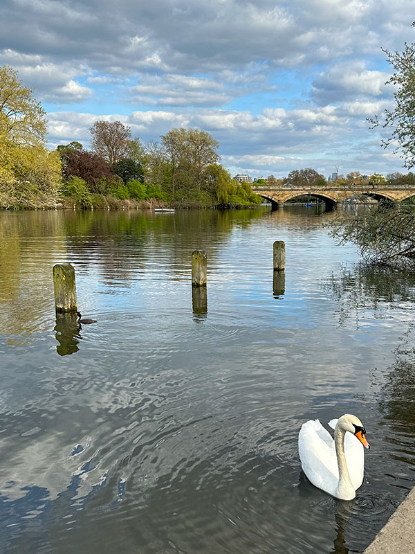 swan
