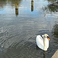 Swan