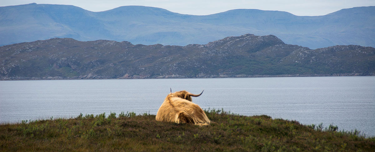 coo gazing out to Skye