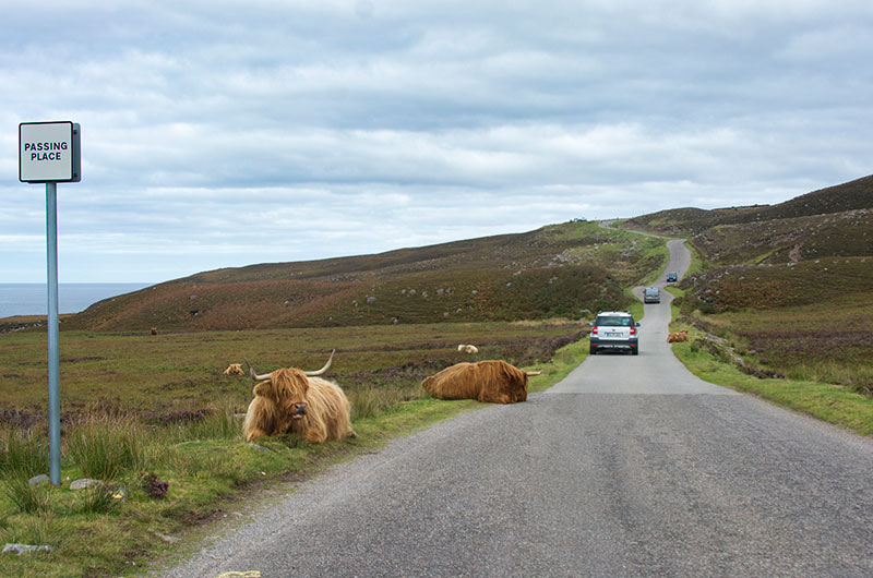 Heilan' Coos