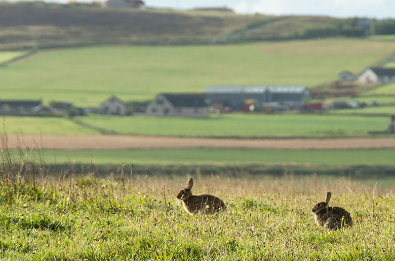 Orkney Hares