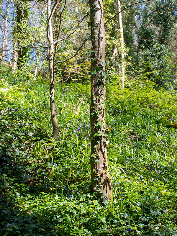 Bluebells