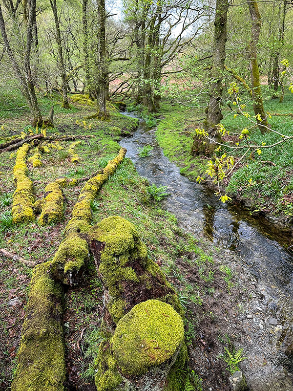 Moss