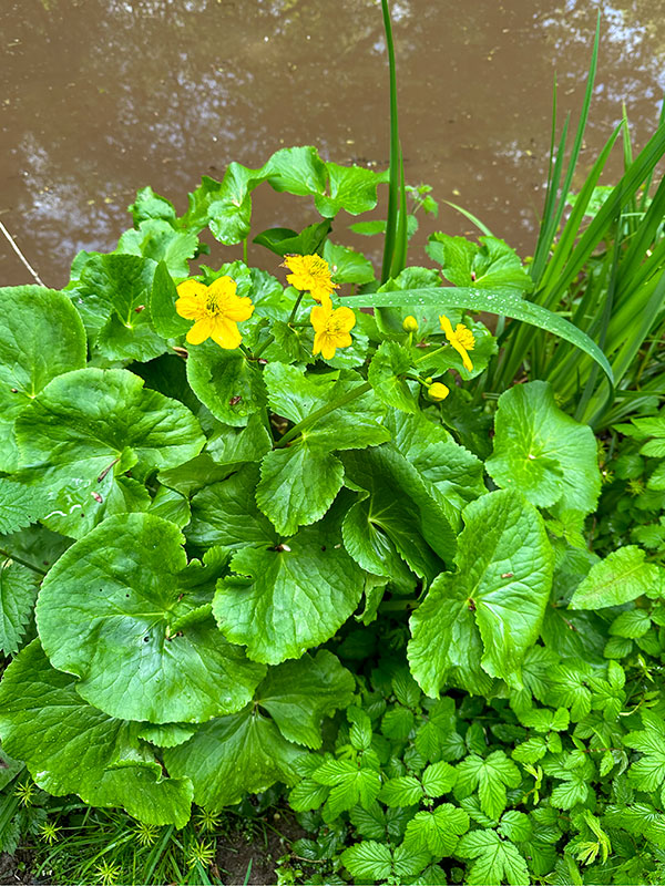 Marsh marigold