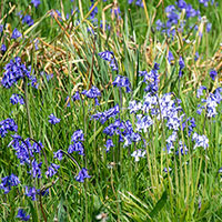 Bluebells