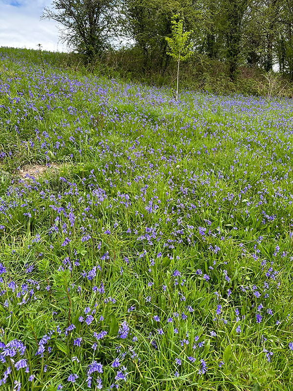 Bluebells