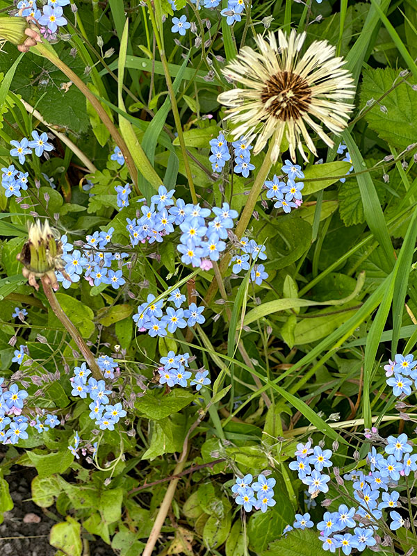 Forget-Me-Not