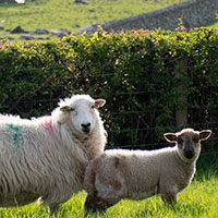 Sheep